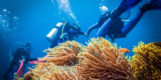 malaysia - Rawa island_dykning_01