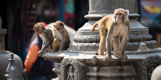 Nepal Kathmandu Abetempel 2416863179