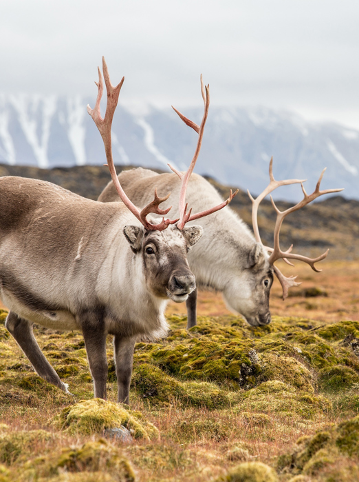 Groenland_wildlife_02