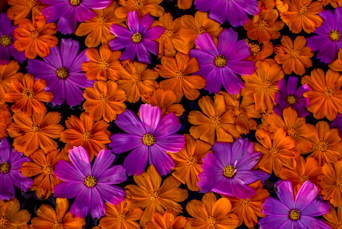 burma - burma_natur_blomster_01