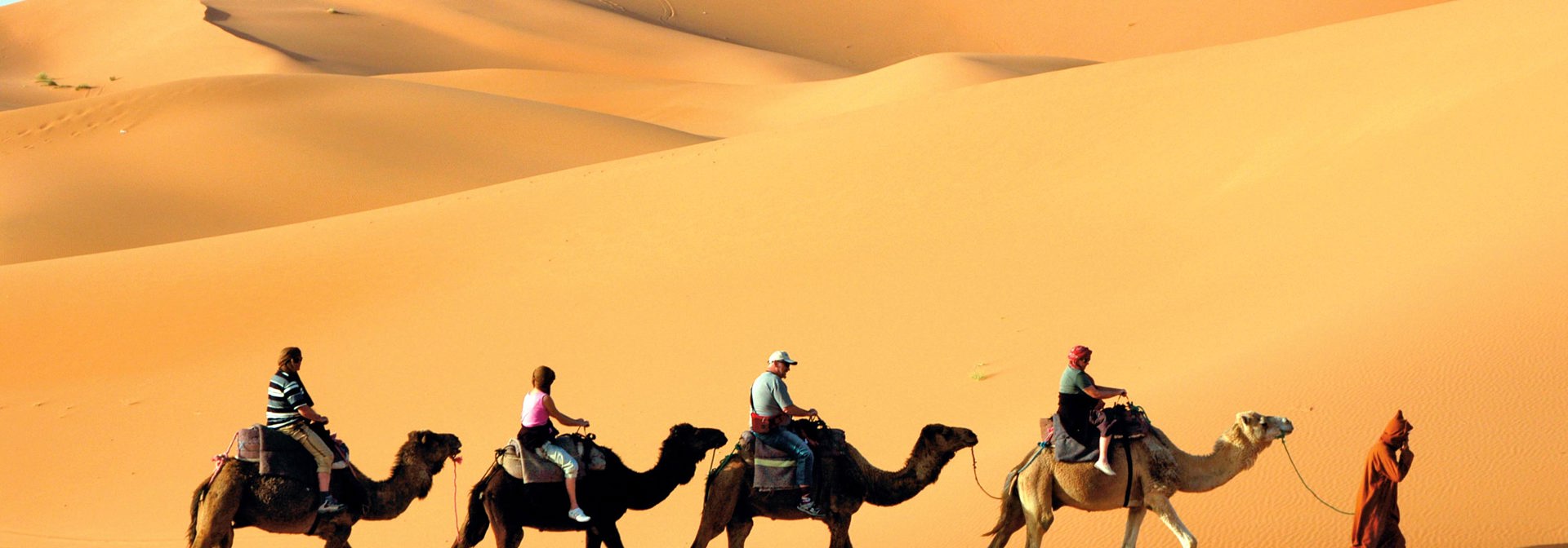 egypten - kamel ørken