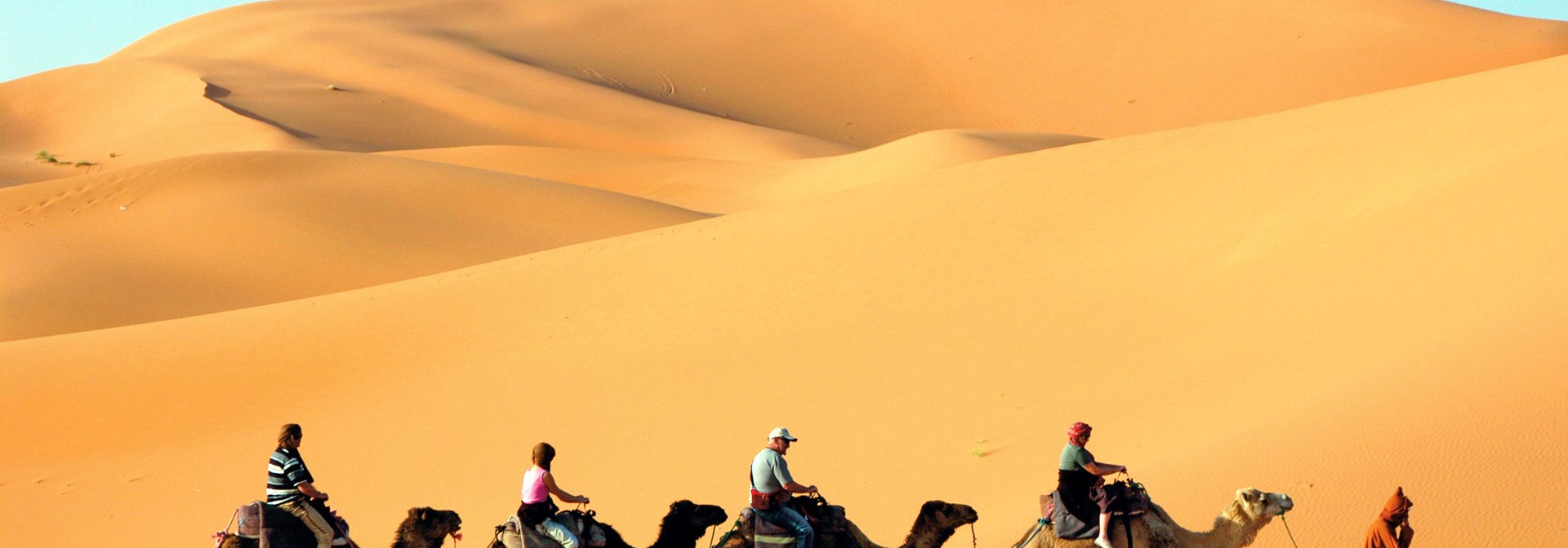 egypten - kamel ørken
