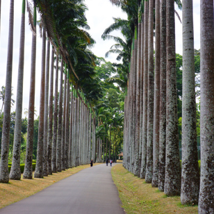sri lanka - kandy_botaniske have_04