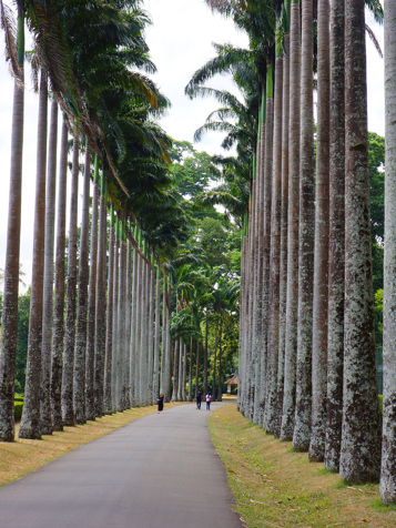 sri lanka - kandy_botaniske have_04