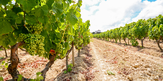 vinho verde_druer_03