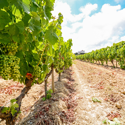 vinho verde_druer_03
