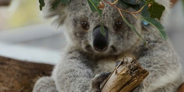 Roland Kay Smith Gbkpo Rjecg Unsplash