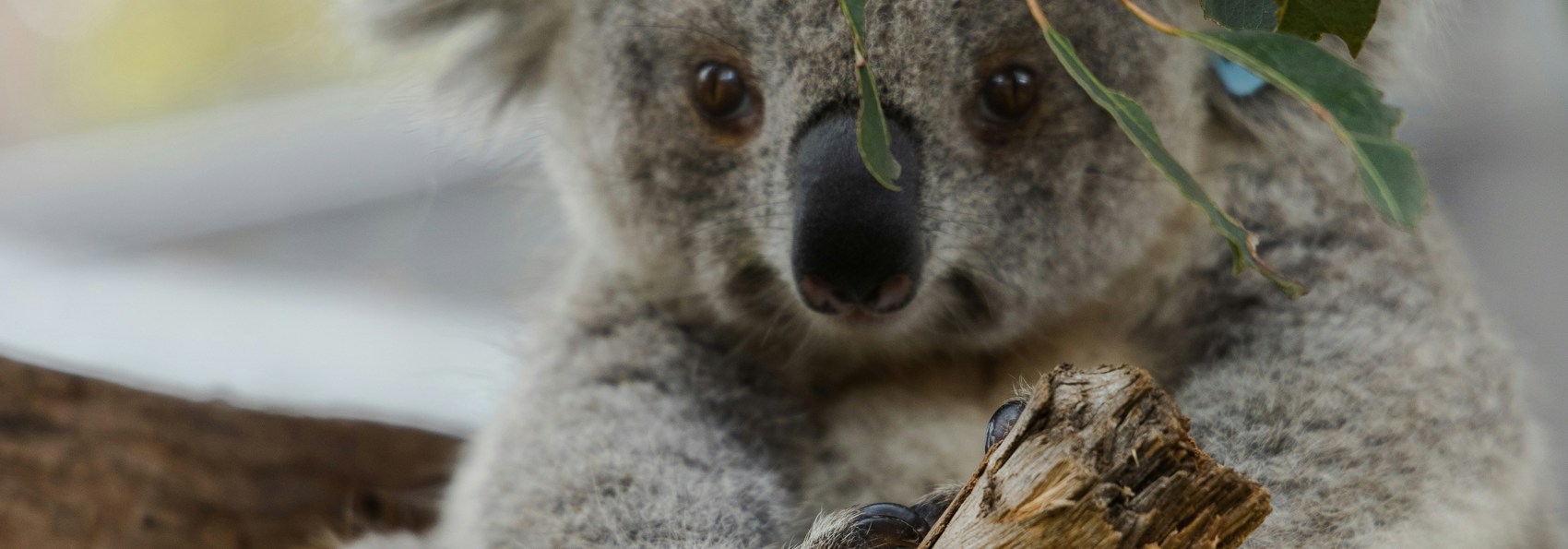 Roland Kay Smith Gbkpo Rjecg Unsplash