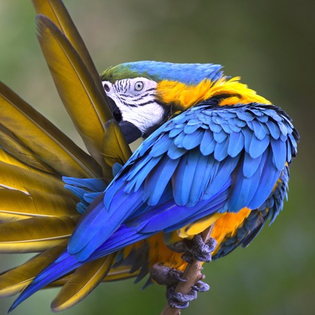 brasilien - amazonas_papegoeje_01