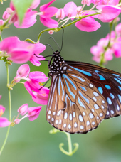 malaysia - kuala lumpur_sommerfuglepark_01