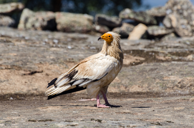 fugl_egyptisk ådselsgrib_01