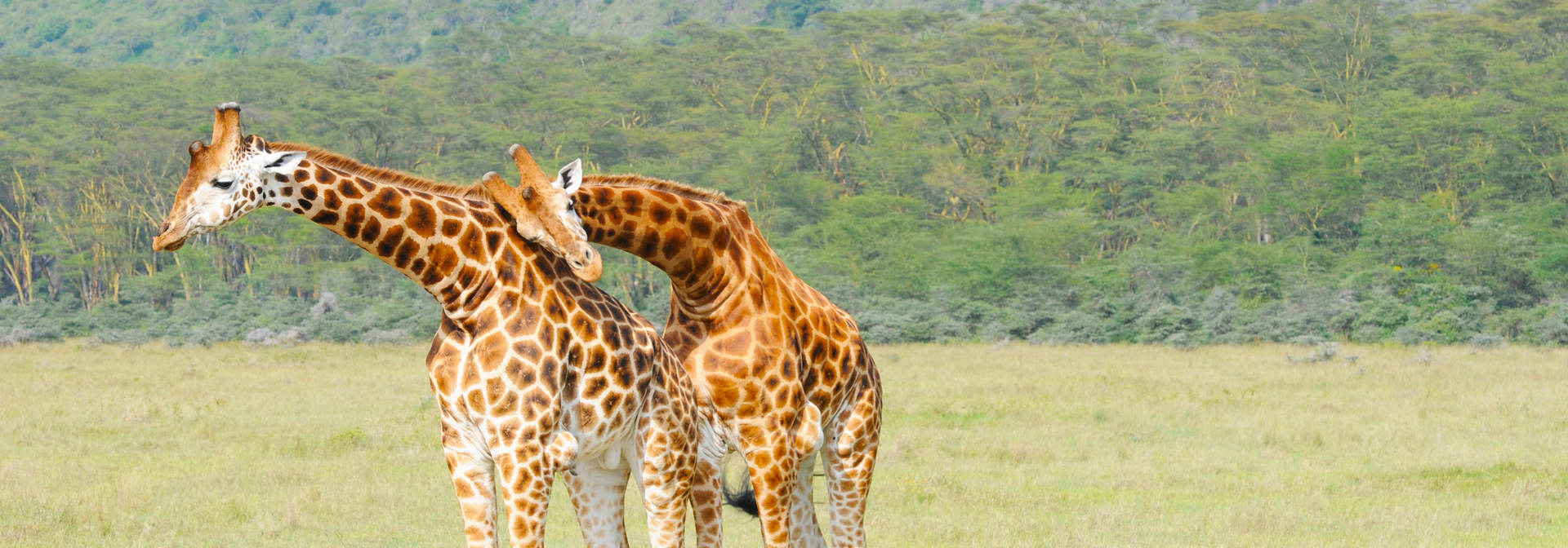 sydafrika - sydafrika_natur_giraf_03