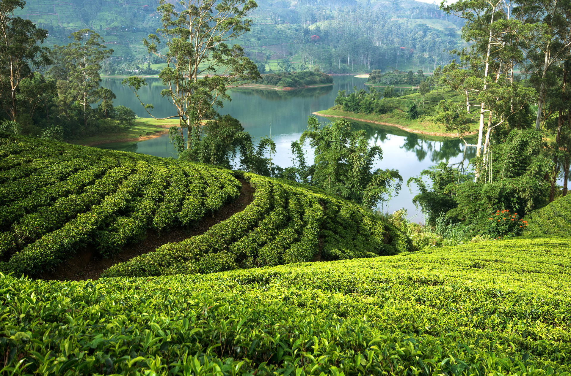 sri lanka - hatton_teplantage_01