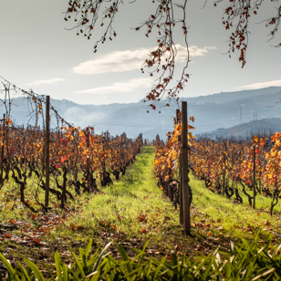 Douro dalen_Quinta da pacheca_vinmark_02