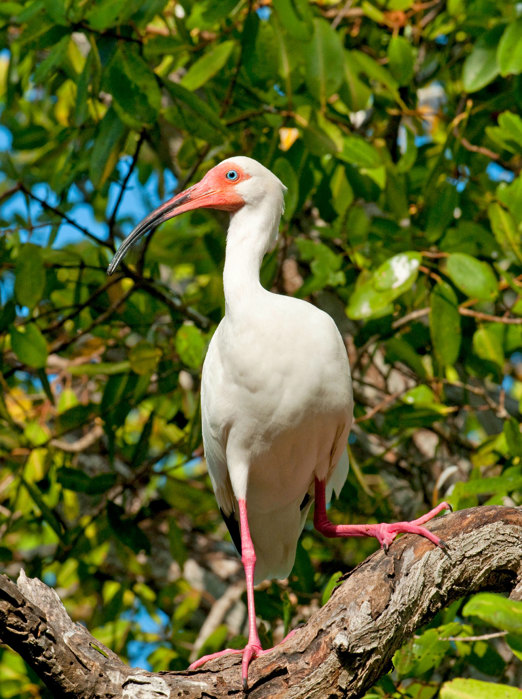 Mompox Sejlads Fugleomraade White Ibis