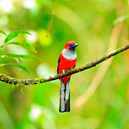 Whitehead's Trogon