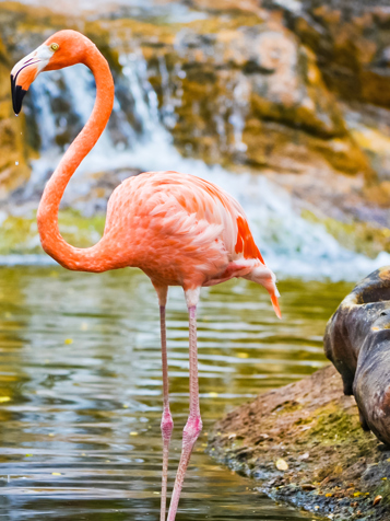 colombia - colombia_medellin_flamingo_01