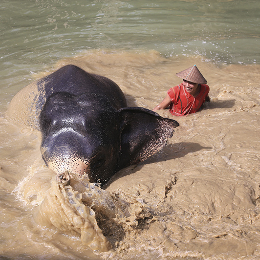 thailand - khao sok_elephant hills_elefanter_05