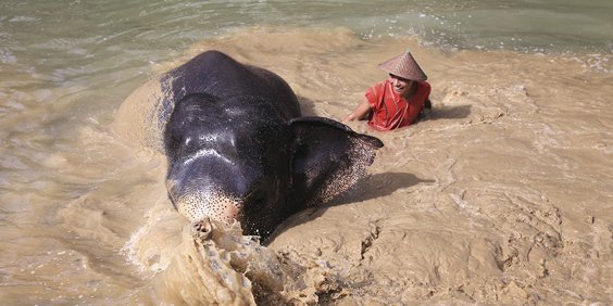 thailand - khao sok_elephant hills_elefanter_05
