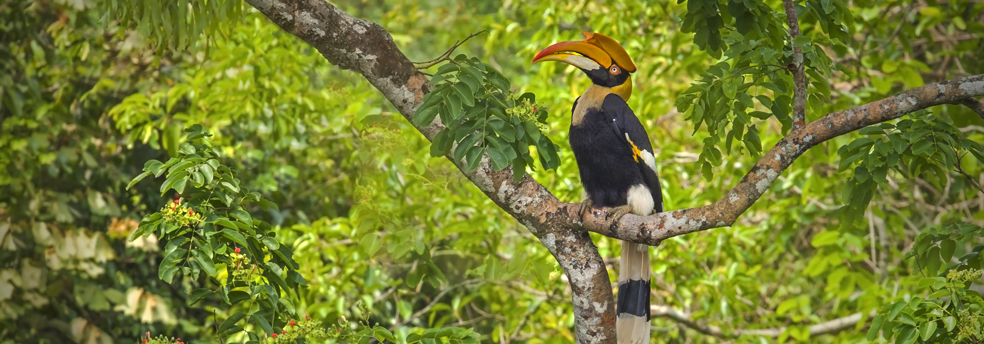 thailand - khao sok nationalpark_fugl_04