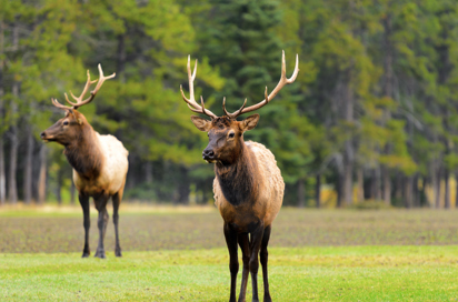 canada - canada_natur_elg_01