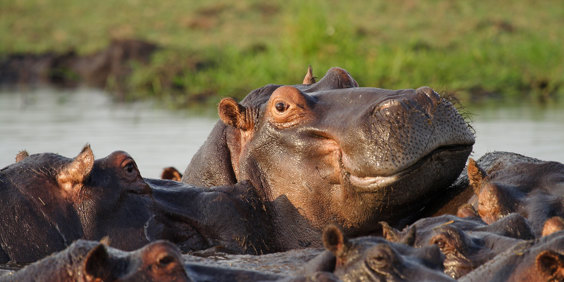 Flodhest Chobe National Park