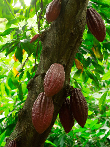Kakaoplantagerne på øen er også et besøg værd. 