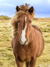Island_hest_04