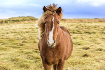 Island_hest_04