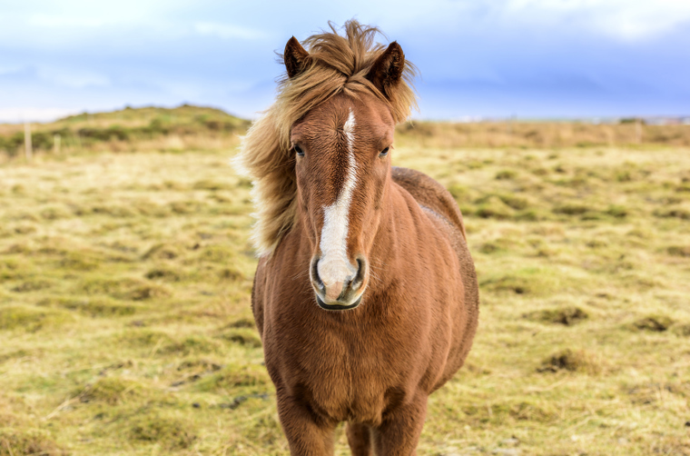 Island_hest_04