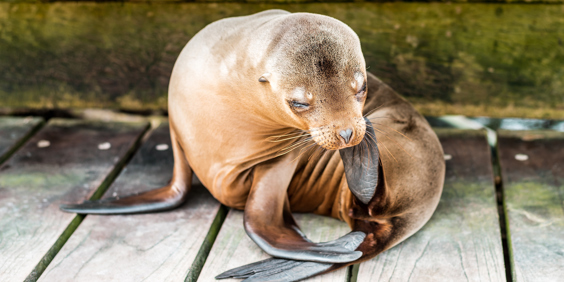 galapagos_soeloeve_201jpg