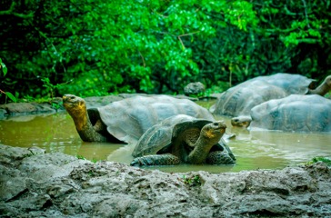 galapagos_skildpadde_19