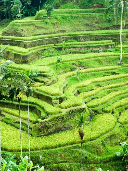 bali - ubud_rismark_23_HF