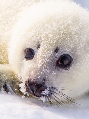 Groenland_sæl_03