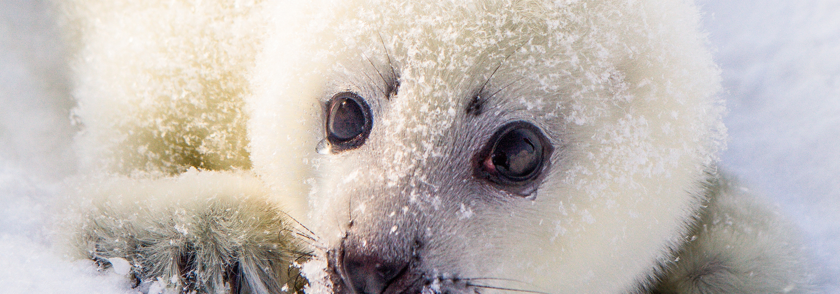 Groenland_sæl_03