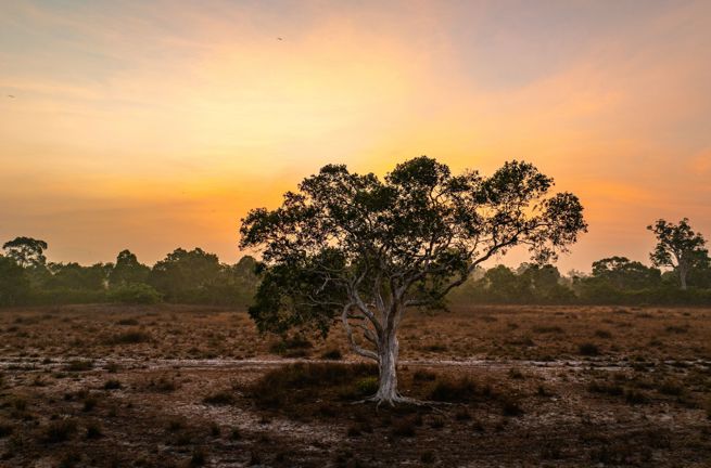 Thailand Koh Phra Thong Savannelandskab Træ Solopgang