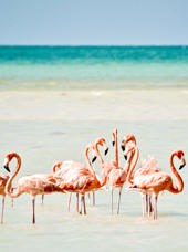 mexico - Mexico_Isla Holbox_flamengoer_01