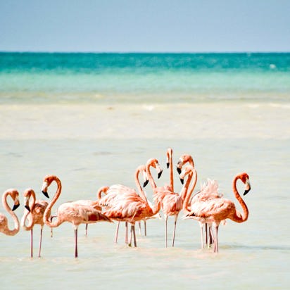 mexico - Mexico_Isla Holbox_flamengoer_01