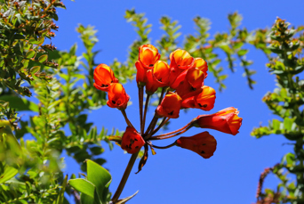 costa rica - costa rica_blomster_01