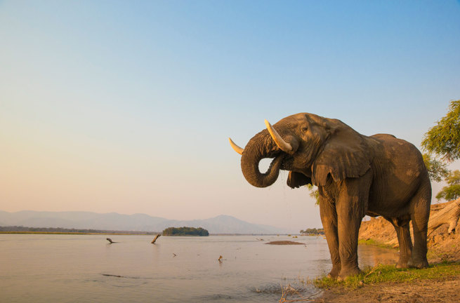Elefant Zambezi Floden