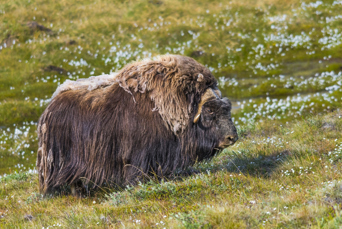Groenland_wildlife_04