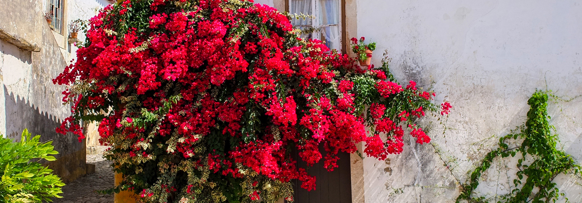 Obidos_blomster_04