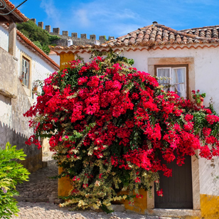 Obidos_blomster_04