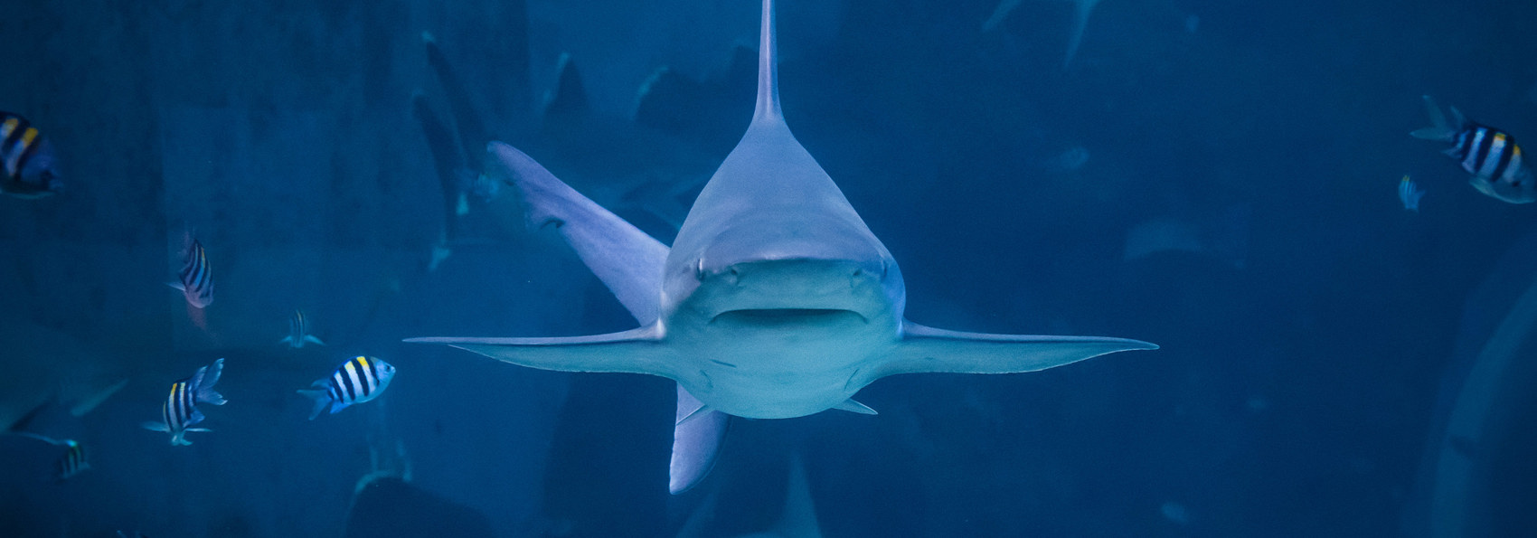 singapore - aquarium_01