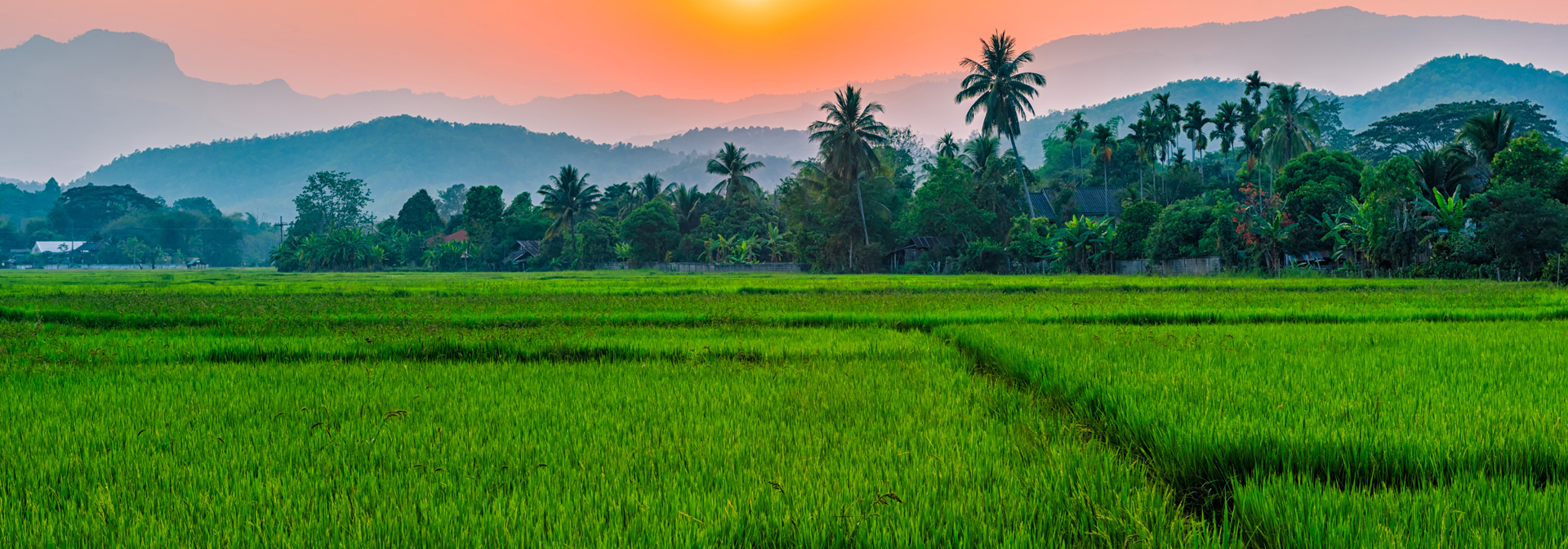 thailand - chiang rai_rismark