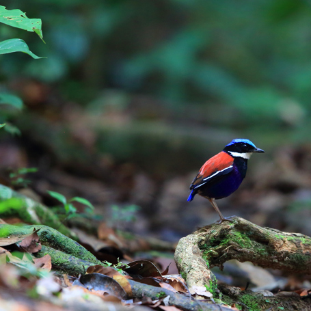 danum valley_blaahovedet_pitta_01