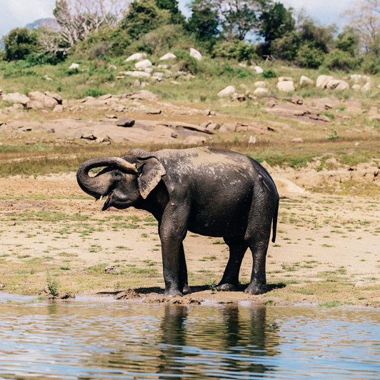 Elefant
