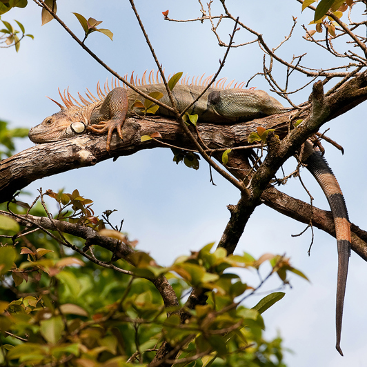 costa rica - tortuguero national park_leguan_01_hf