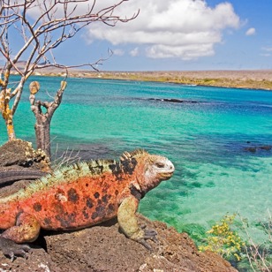 galapagos_leguan_22