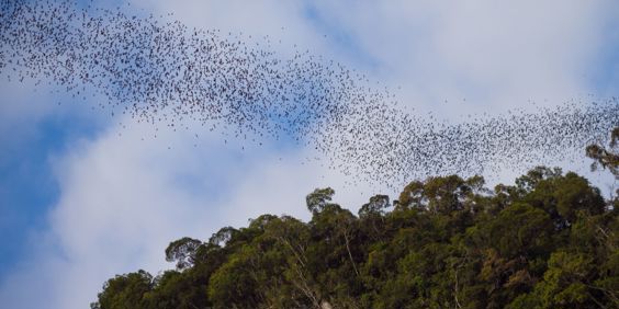 Gunung Flagermus Borneo